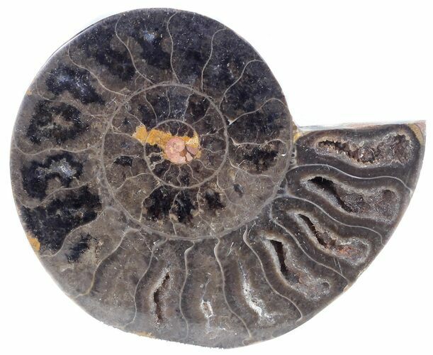 Split Black/Orange Ammonite (Half) - Unusual Coloration #55630